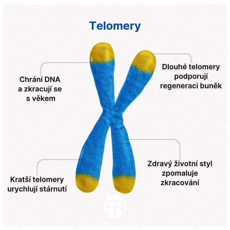 Telomery